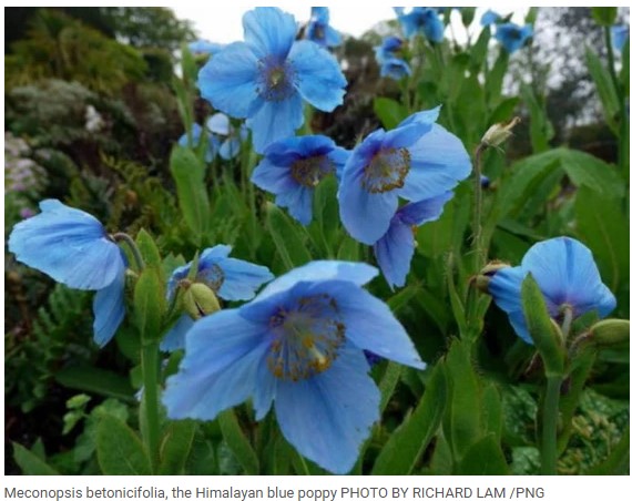 Himalayan poppy